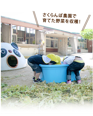 さくらんぼ農園で育てた野菜を収穫！